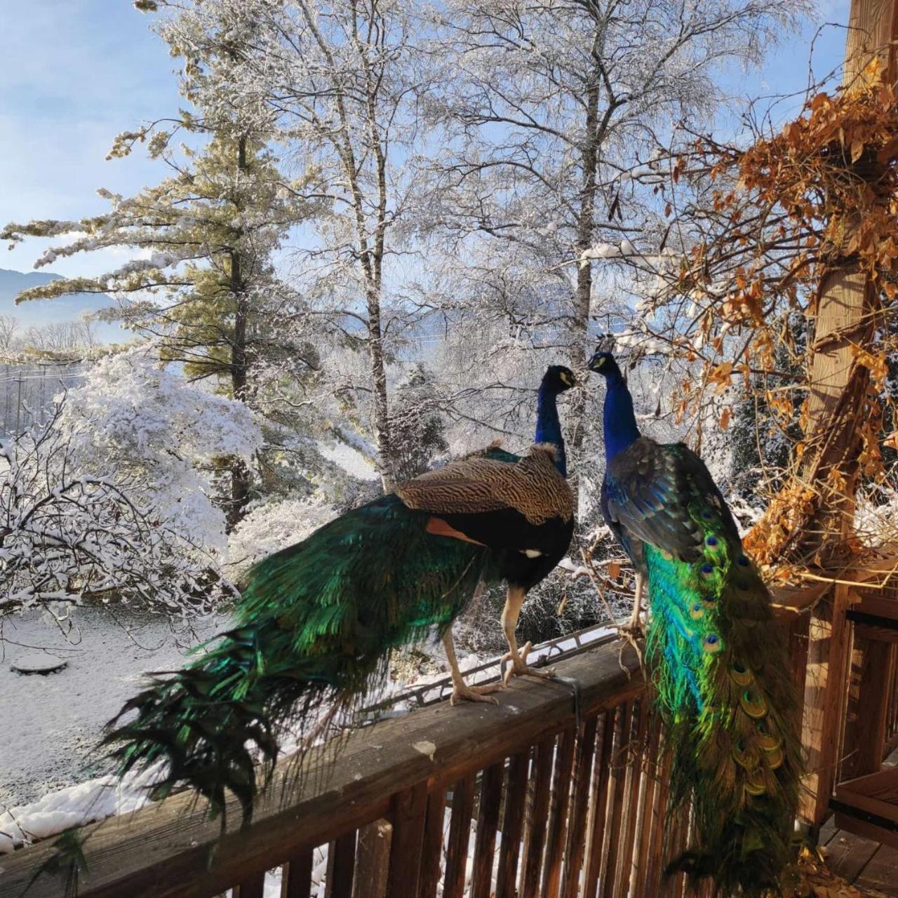 Bioagriturismo Vegan Campo Di Cielo Cesiomaggiore エクステリア 写真