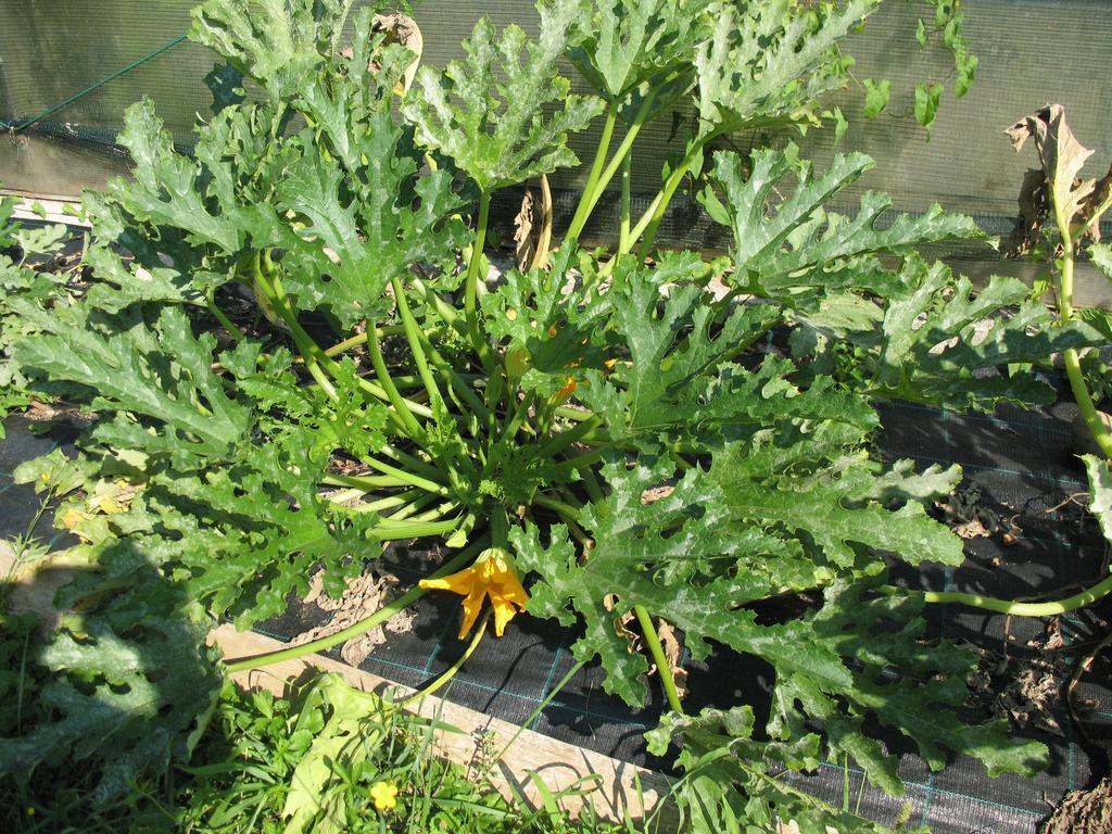 Bioagriturismo Vegan Campo Di Cielo Cesiomaggiore エクステリア 写真